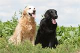 FLAT COATED & GOLDEN RETRIEVER 047